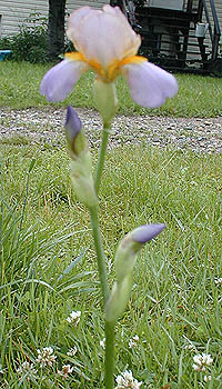 Iris Quaker Lady