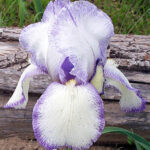 Iris Queen Dorothy