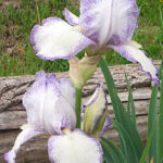 Iris Queen Dorothy