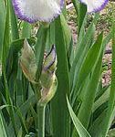 Iris Queen Dorothy