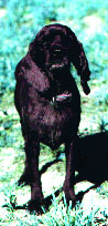 black dog standing