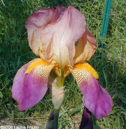 Iris Rameses