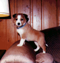 dog on couch