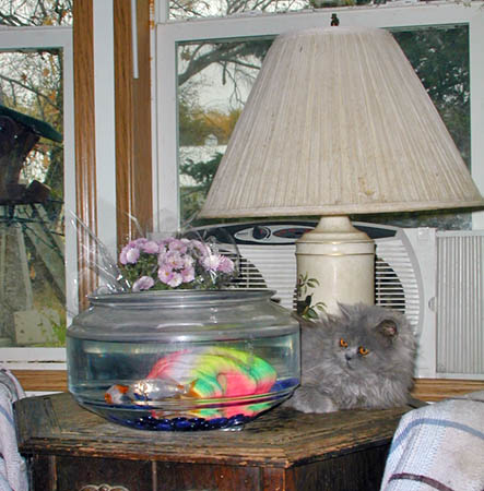 lie here and watch kitty TV than risk drowning in the bowl.