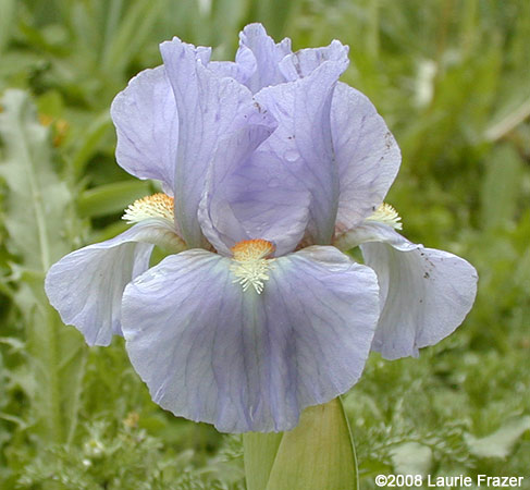 Iris Seafire