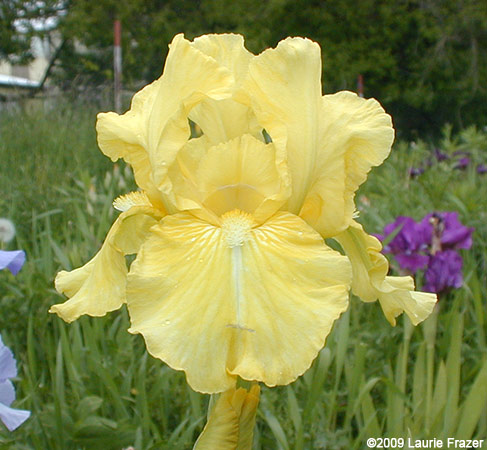 Iris Sherbet Lemon