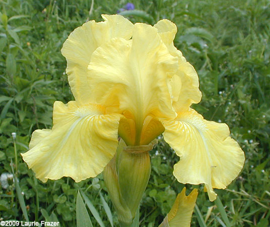 Iris Sherbet Lemon