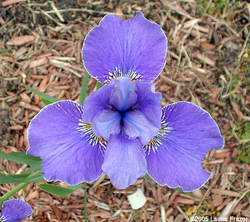 Iris Silver Edge