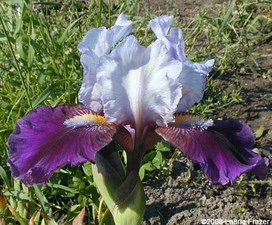 Iris Temple Meads