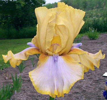 Iris Triple Whammy