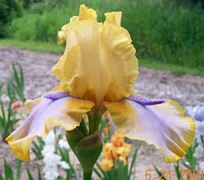 Iris Triple Whammy