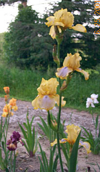 Iris Triple Whammy