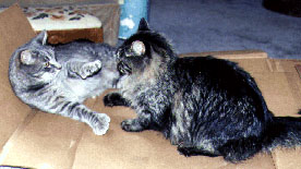 two-cats-playing