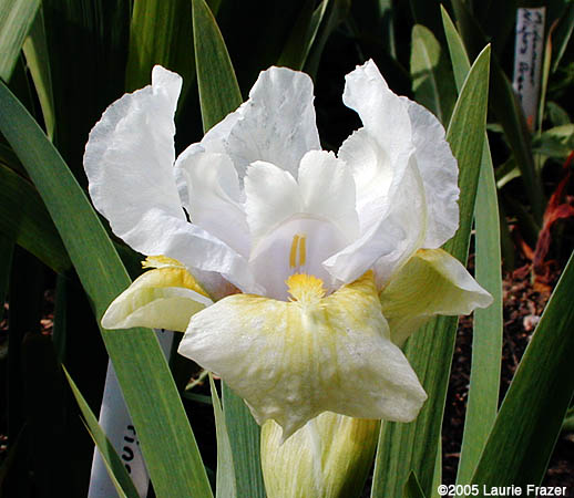 Iris Ulalena