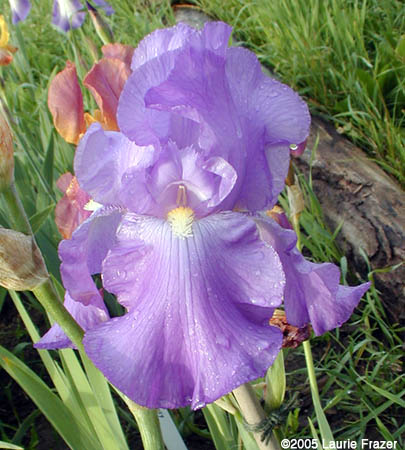 Iris Violet Harmony