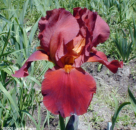 Iris Vitafire