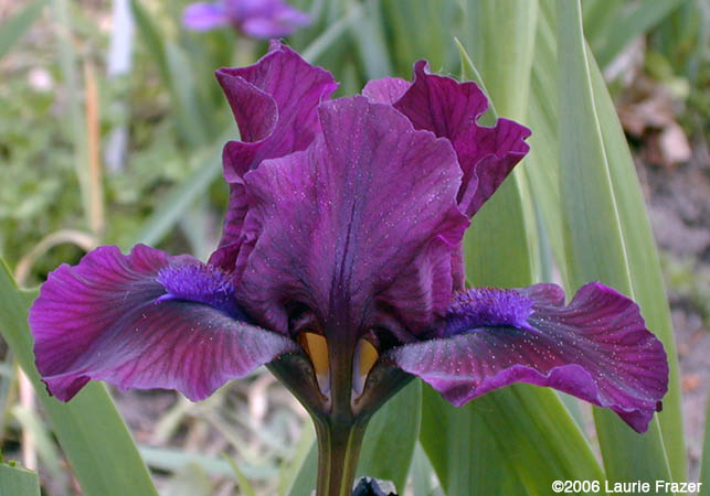 Iris Widow's Veil