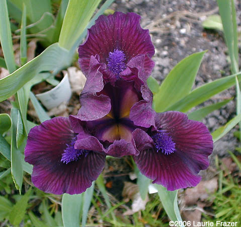 Iris Widow's Veil