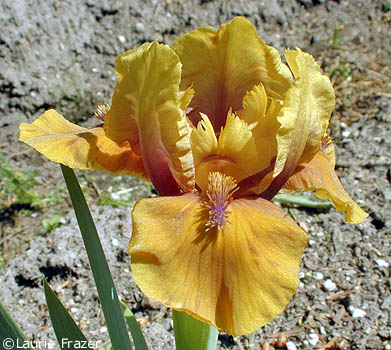 Iris Wizard of Id