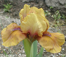 Iris Wizard of Id