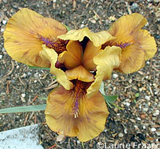 Iris Wizard of Id