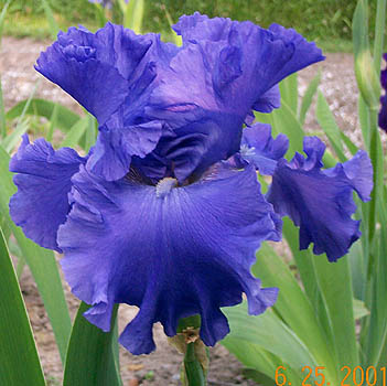 Iris Yaquina Blue