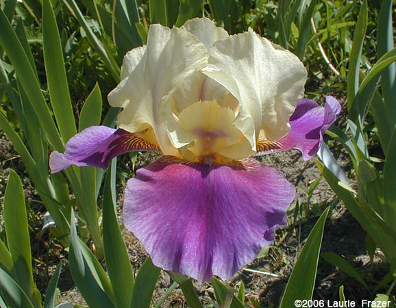 Iris Zebra Blush