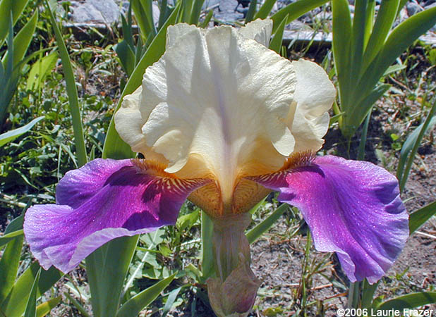 Iris Zebra Blush