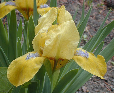 Iris Zipper