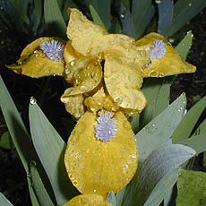 Iris Zipper