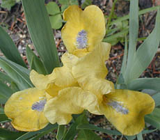 Iris Zipper