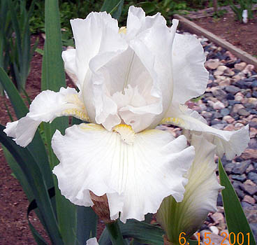 Iris Zurich